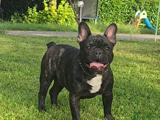 Bulldog Francese cani - Annuncio 7