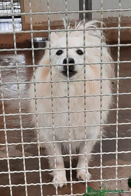 Meticcio cani Jhonny volpinetto bravo cerca casa - Annuncio 3