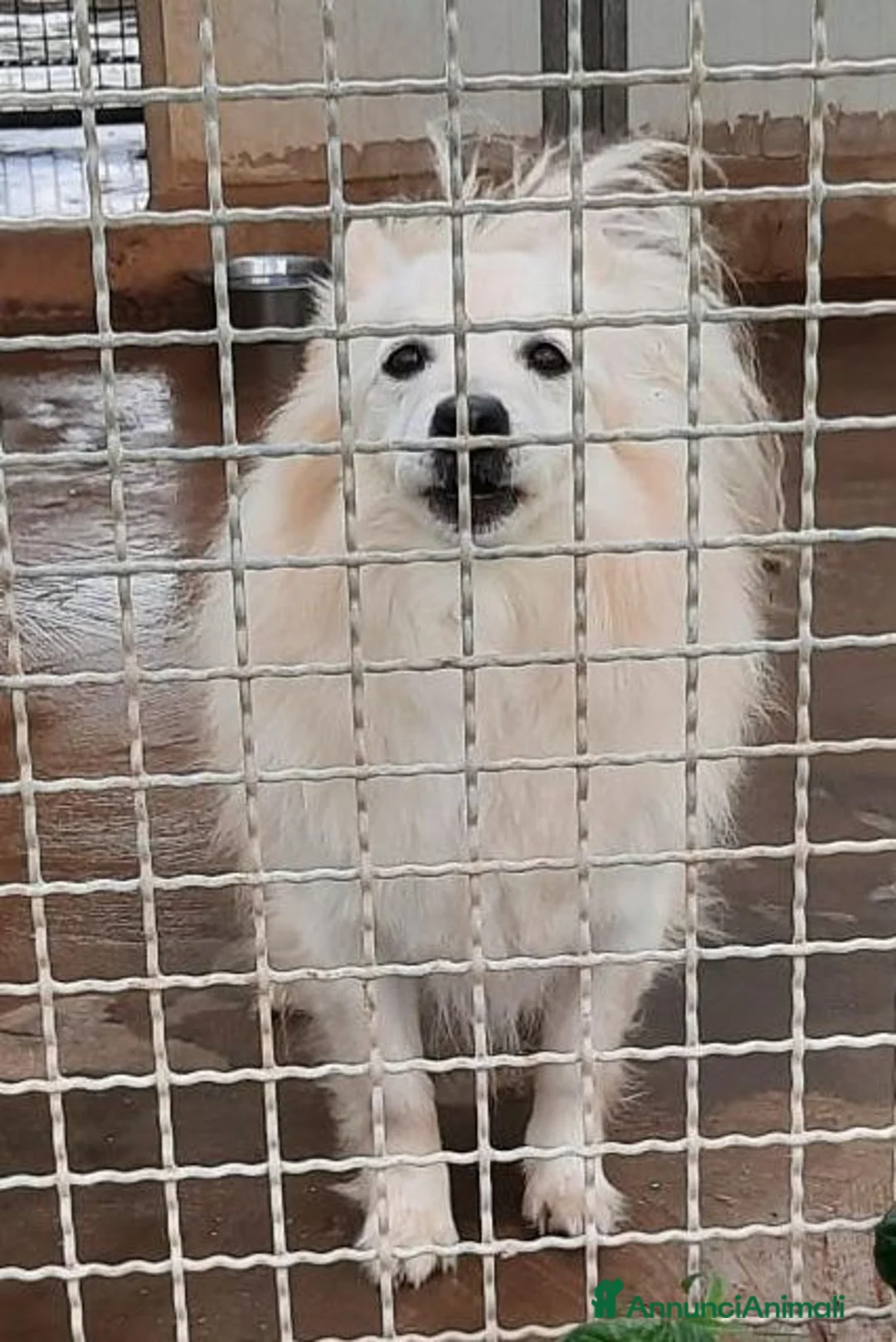 Meticcio cani in regalo: Jhonny volpinetto bravo cerca casa - Annuncio 1