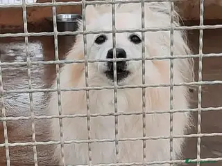 Meticcio cani Jhonny volpinetto bravo cerca casa - Annuncio 3