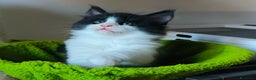 Maine Coon gatti in vendita: piccoli giganti Cattery - Annuncio 17