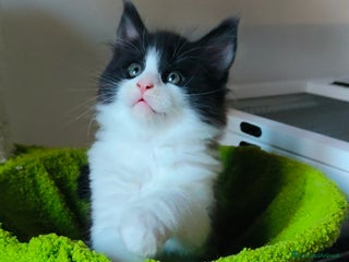 Maine Coon gatti piccoli giganti Cattery - Annuncio 1