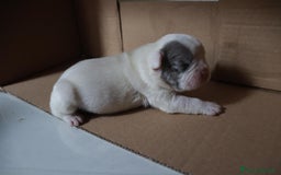 Bulldog Francese cani in vendita: Cuccioli di bulldog francese  a Città Metropolitana di Venezia - Immagine 10