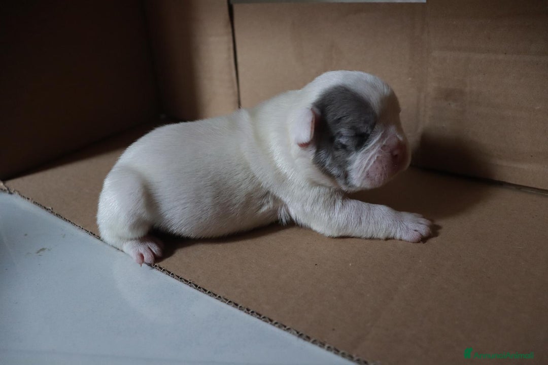 Bulldog Francese cani in vendita: Cuccioli di bulldog francese  a Città Metropolitana di Venezia - Immagine 10