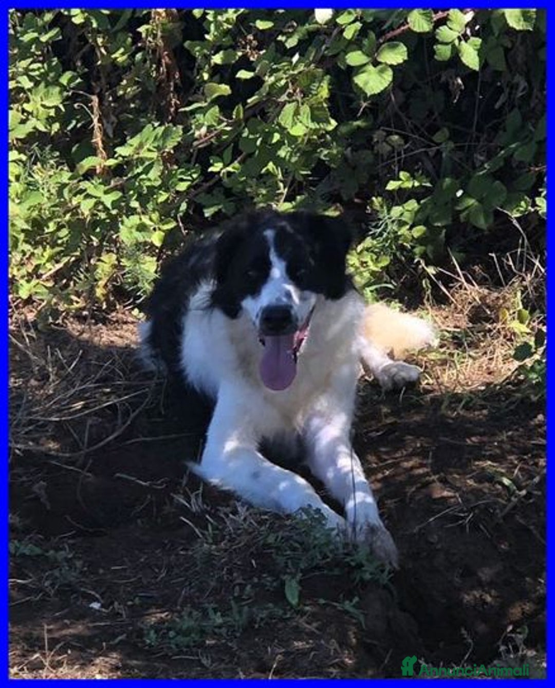 Meticcio cani in regalo: PETRUX meraviglioso patatone buono con tutti! - Annuncio 8