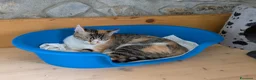 Meticcio gatti in regalo: Quattro gattini stupendi cercano casa - Annuncio 19