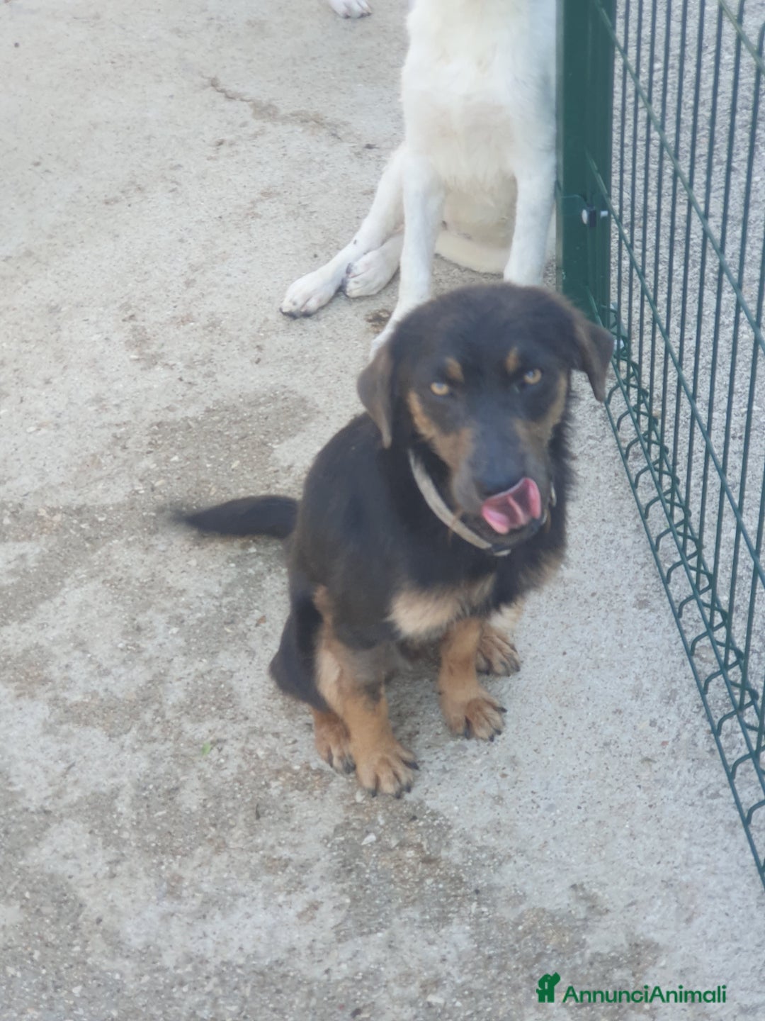 Meticcio cani in regalo: SPINO - Annuncio 15