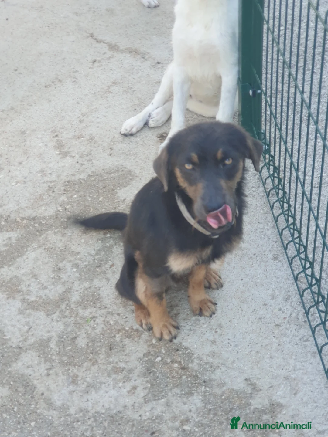 Meticcio cani in regalo: SPINO - Annuncio 15