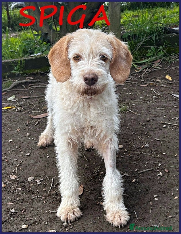 Spinone cani SPIGA, TENERA SPINONCINA 3 ANNI, E&#x27; TIMOROSA MA PR a Città metropolitana di Milano - Annuncio 4