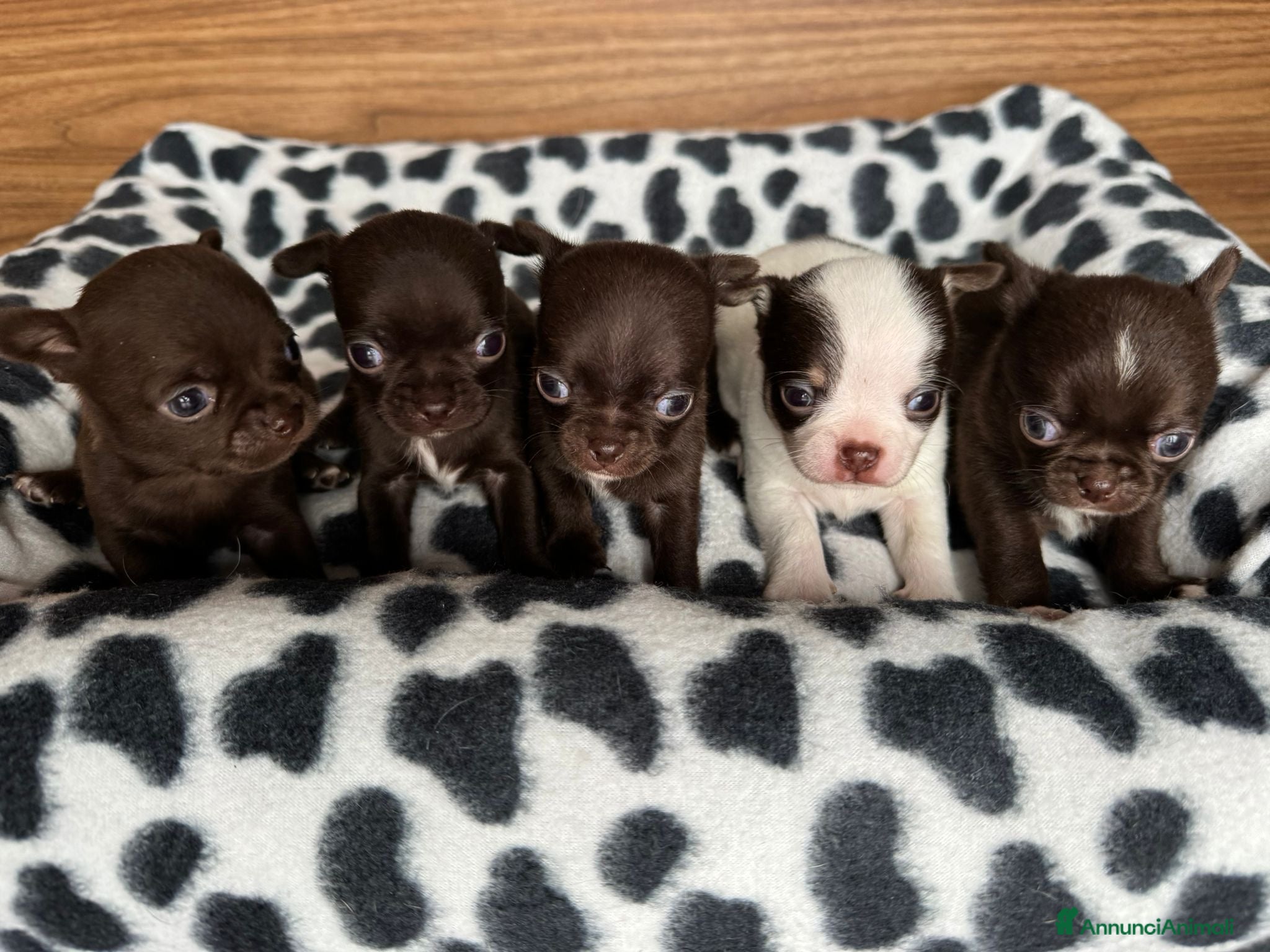 Chihuahua cani Cuccioli di chihuahua con pedigree - Annuncio 2