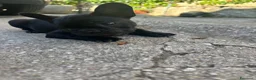 Bulldog Francese cani in vendita: bulldog francese nero tigrato bulldogue cani - Annuncio 2