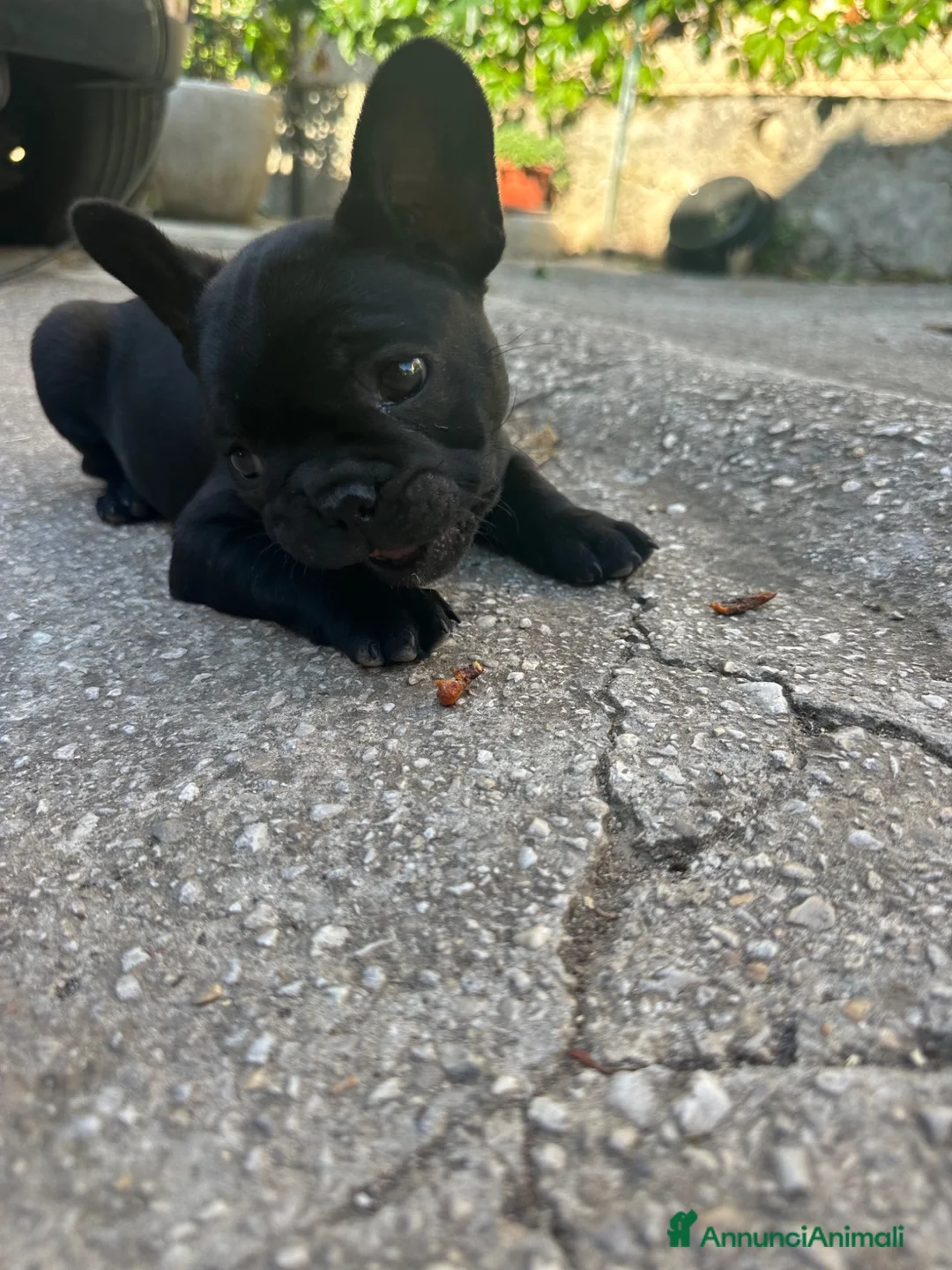 Bulldog Francese cani in vendita: bulldog francese nero tigrato bulldogue cani - Annuncio 2