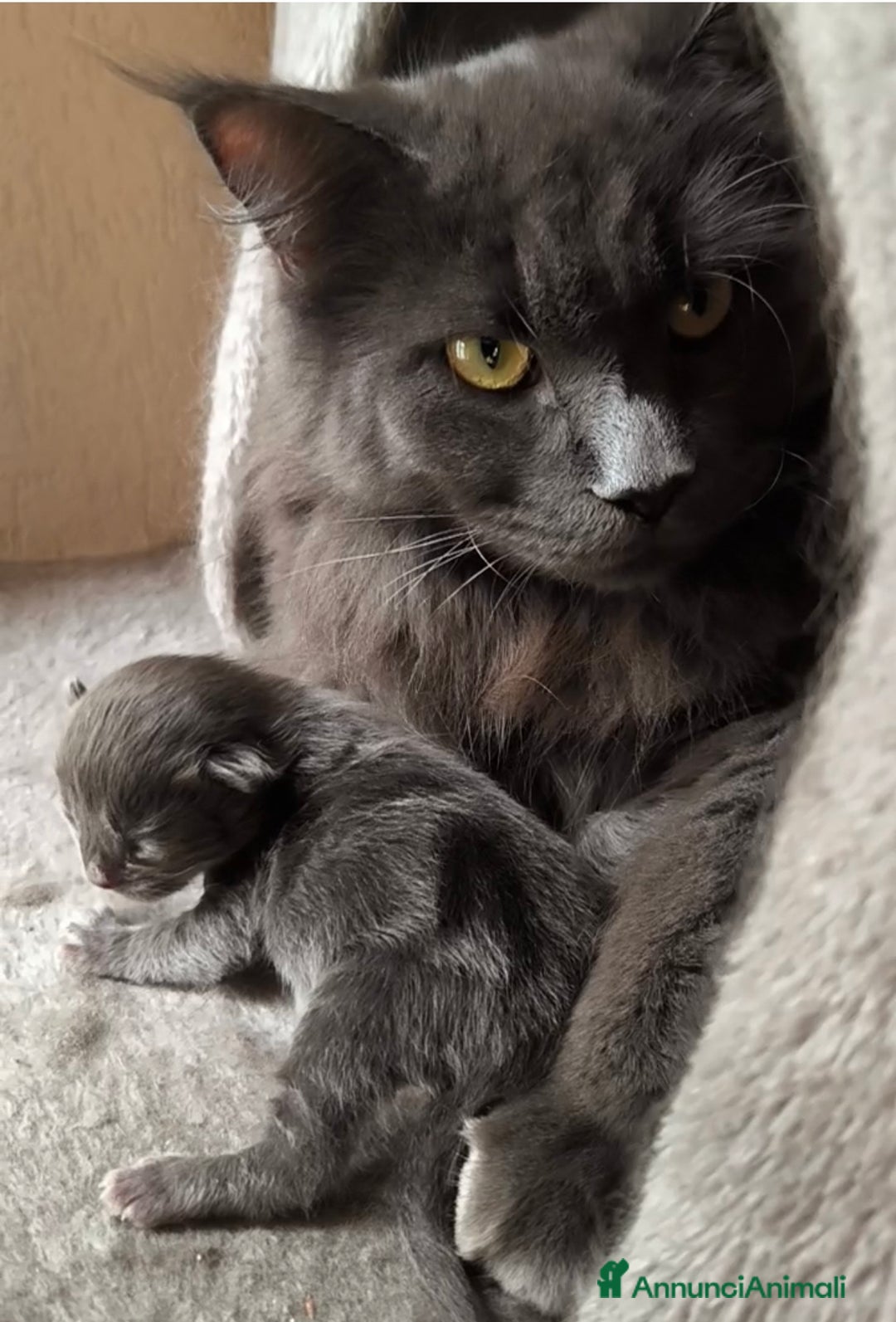 Maine Coon gatti in vendita: Cuccioli Maine Coon Blue - Annuncio 6