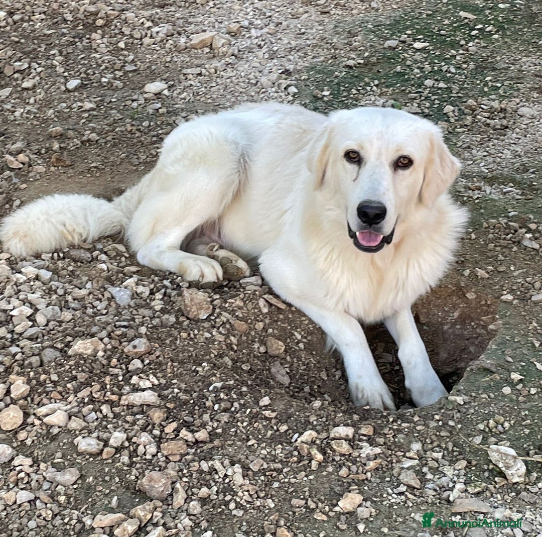 Meticcio cani in regalo: DUE BELLISSIMI FRATELLINI - Annuncio 5