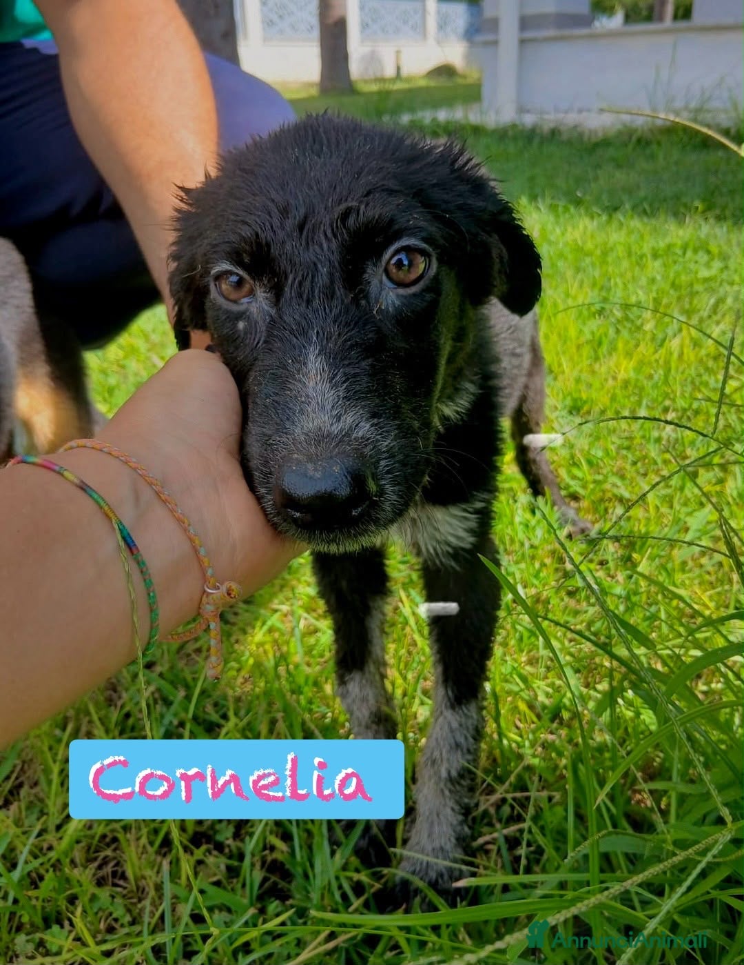 Meticcio cani CORNELIA🩷È PRONTA. MANCA SOLO UNA CASA TUTTA SUA! - Annuncio 35