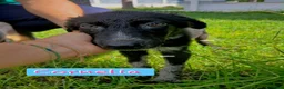 Meticcio cani in regalo: CORNELIA🩷È PRONTA. MANCA SOLO UNA CASA TUTTA SUA! a Provincia di Vercelli - Annuncio 1