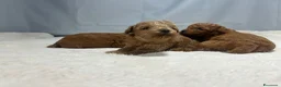 Barboncino Toy cani in vendita: Cuccioli barbone toy - Annuncio 6