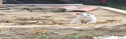 Meticcio gatti in regalo: 3mici 3mesi e giovane mamma SOS CASA VOGHERA PV - Annuncio 2