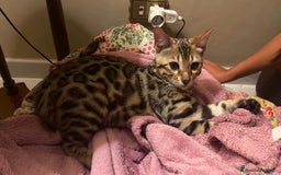 Bengala gatti in vendita: Cucciolo bengala a Provincia di Frosinone - Immagine 10