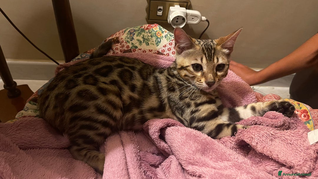 Bengala gatti in vendita: Cucciolo bengala a Provincia di Frosinone - Immagine 10