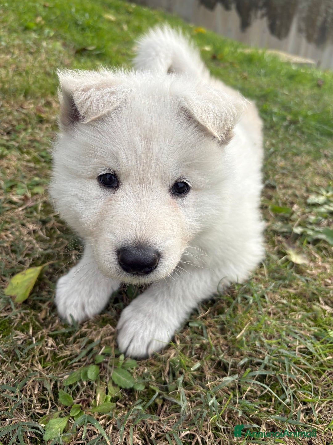 Pastore Svizzero cani in vendita: Disponibili cuccioli di pastore svizzero  - Annuncio 2