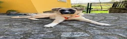 Meticcio cani in regalo: Albicocca: 7 mesi adozione del cuore  - Annuncio 18
