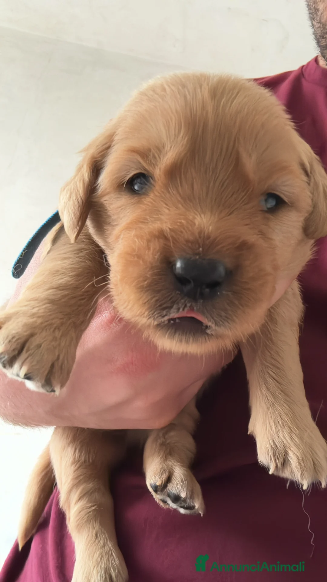 Golden Retriever cani in vendita: Disponibile ultimo cucciolo di Golden Retriever  - Annuncio 8