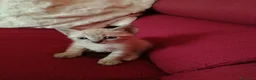 Thai gatti in vendita: Simil magic Thai  a Provincia di Como - Annuncio 7