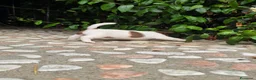 Jack Russell cani in vendita: Cuccioli di jack russell a pelo broken/liscio - Annuncio 7