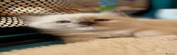 Ragdoll gatti in vendita: Ragdoll con pedigree  - Annuncio 17