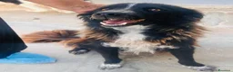 Border Collie cani in regalo: Conny, meraviglioso incrocio Border Collie - Annuncio 2