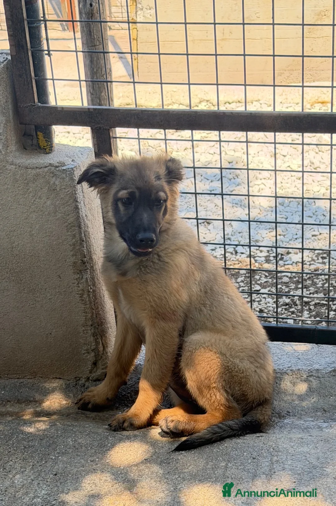 Meticcio cani in regalo: Lisa  a Città metropolitana di Milano - Annuncio 1