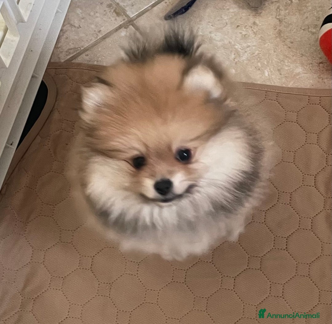 Volpino Pomerania cani in vendita: Spitz nano taglia mignon consegna a domicilio - Annuncio 13