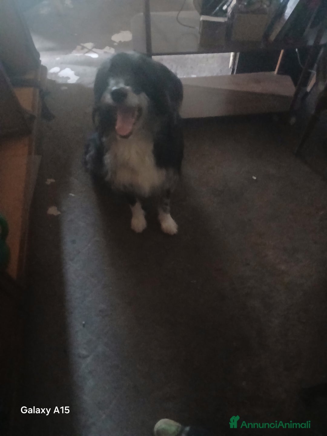 Meticcio cani in vendita: cuccioli pastore australian collie - Annuncio 10