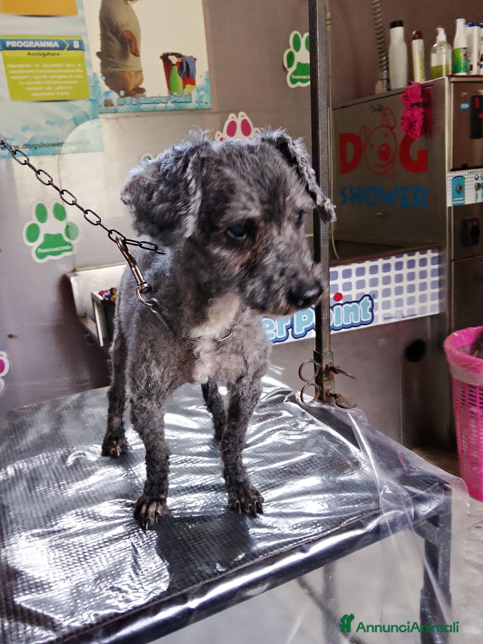 Barboncino cani BARBONCINO MIX anziano - Annuncio 1