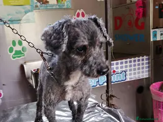 Barboncino cani BARBONCINO MIX anziano - Annuncio 28