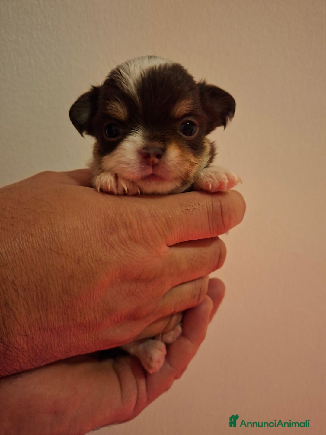 Chihuahua cani in vendita: Maschietti pelo lungo chihuahua  - Annuncio 3