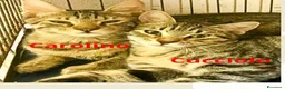 Meticcio gatti in regalo: Gattini di 5 mesi buonissimi - Annuncio 1