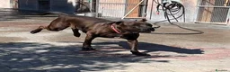 Meticcio cani in regalo: NIGEL CERCA CASA - Annuncio 1