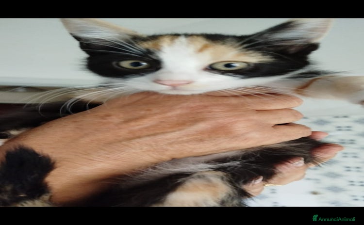Altre razze gatti Arie gattina dolcissima - Annuncio 1