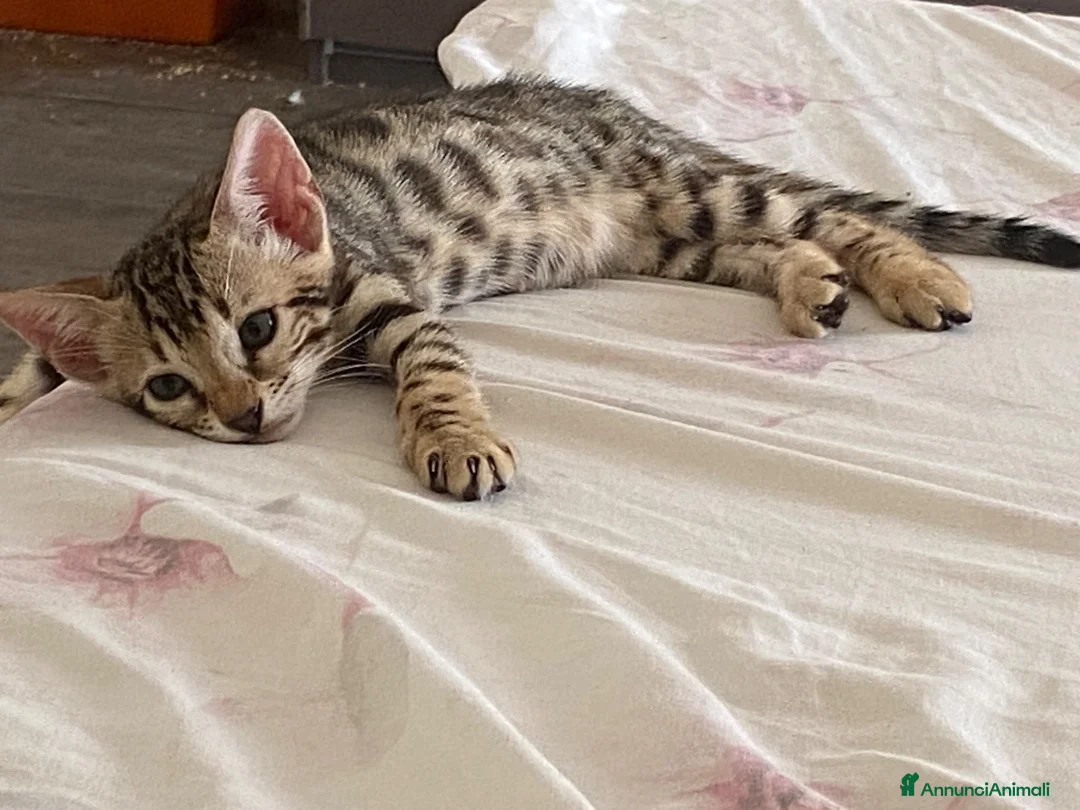 Bengala gatti in vendita: Gatto bengala a Libero consorzio comunale di Trapani - Annuncio 2