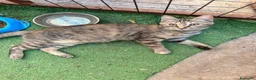 Meticcio gatti in regalo: 4 mesi, la dolcezza di Lulu' - Annuncio 4