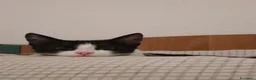 Altre razze gatti in regalo: Gatto maschio in adozione a Ragusa a Libero consorzio comunale di Ragusa - Annuncio 5