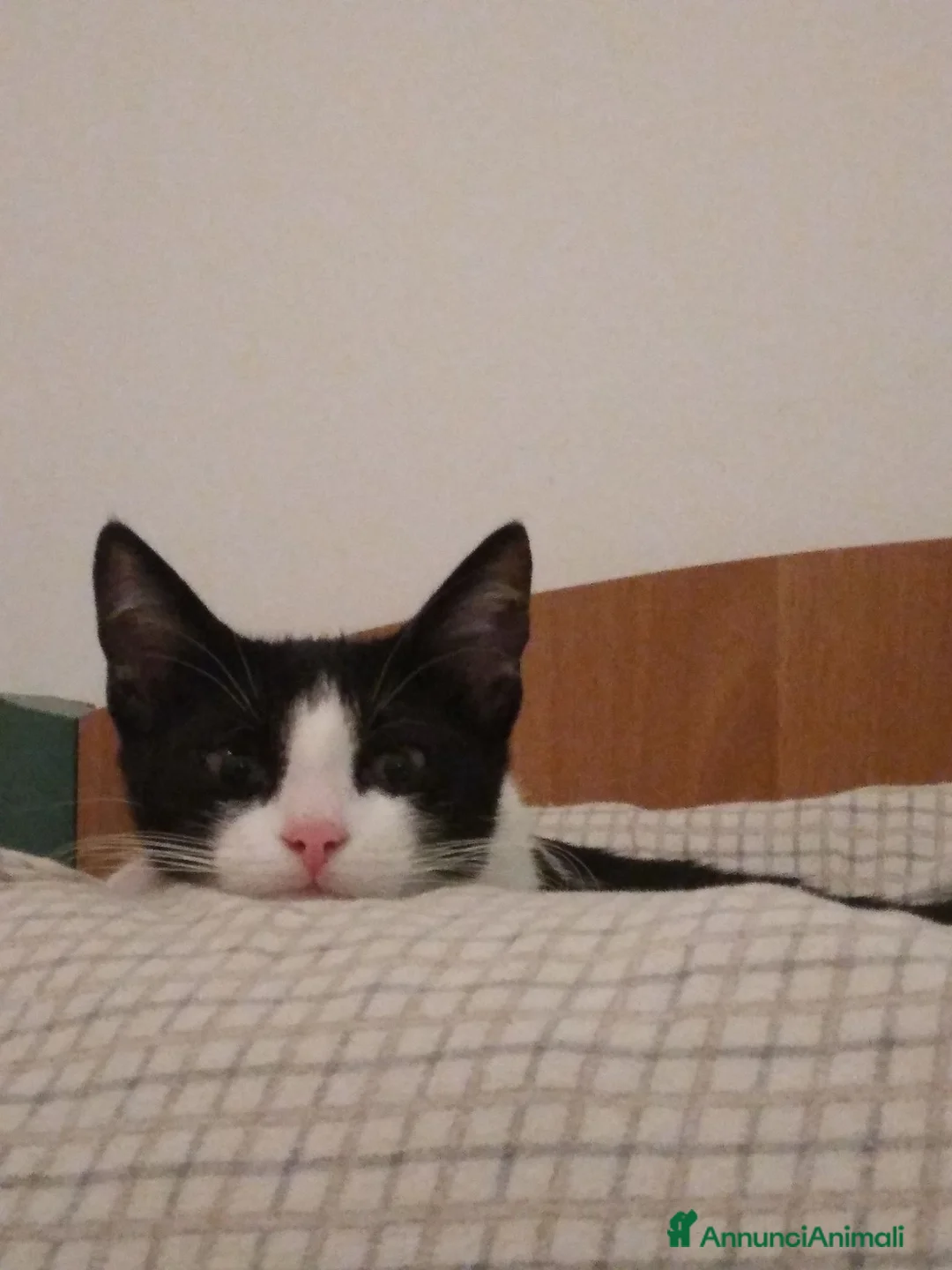 Altre razze gatti in regalo: Gatto maschio in adozione a Ragusa a Libero consorzio comunale di Ragusa - Annuncio 5