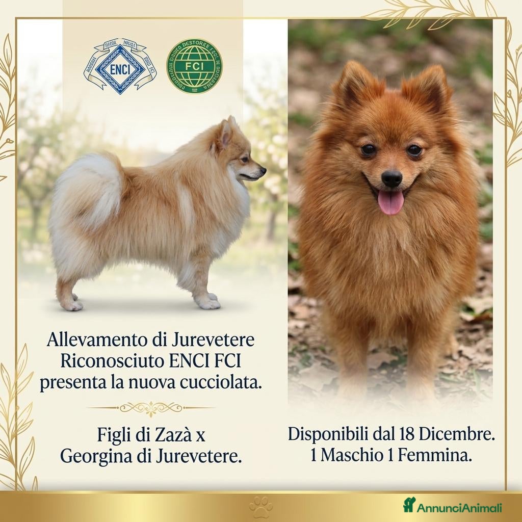 Volpino Italiano cani in vendita: Volpino Italiano Rosso - Annuncio 1