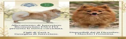 Volpino Italiano cani in vendita: Volpino Italiano Rosso - Annuncio 1