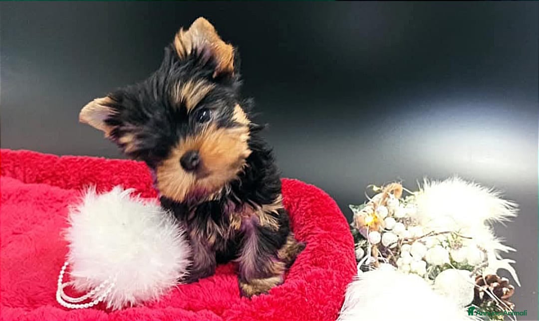 Yorkshire cani in vendita: Yorkshire terrier toy  - Annuncio 1