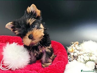 Yorkshire cani Yorkshire terrier toy - Annuncio 25