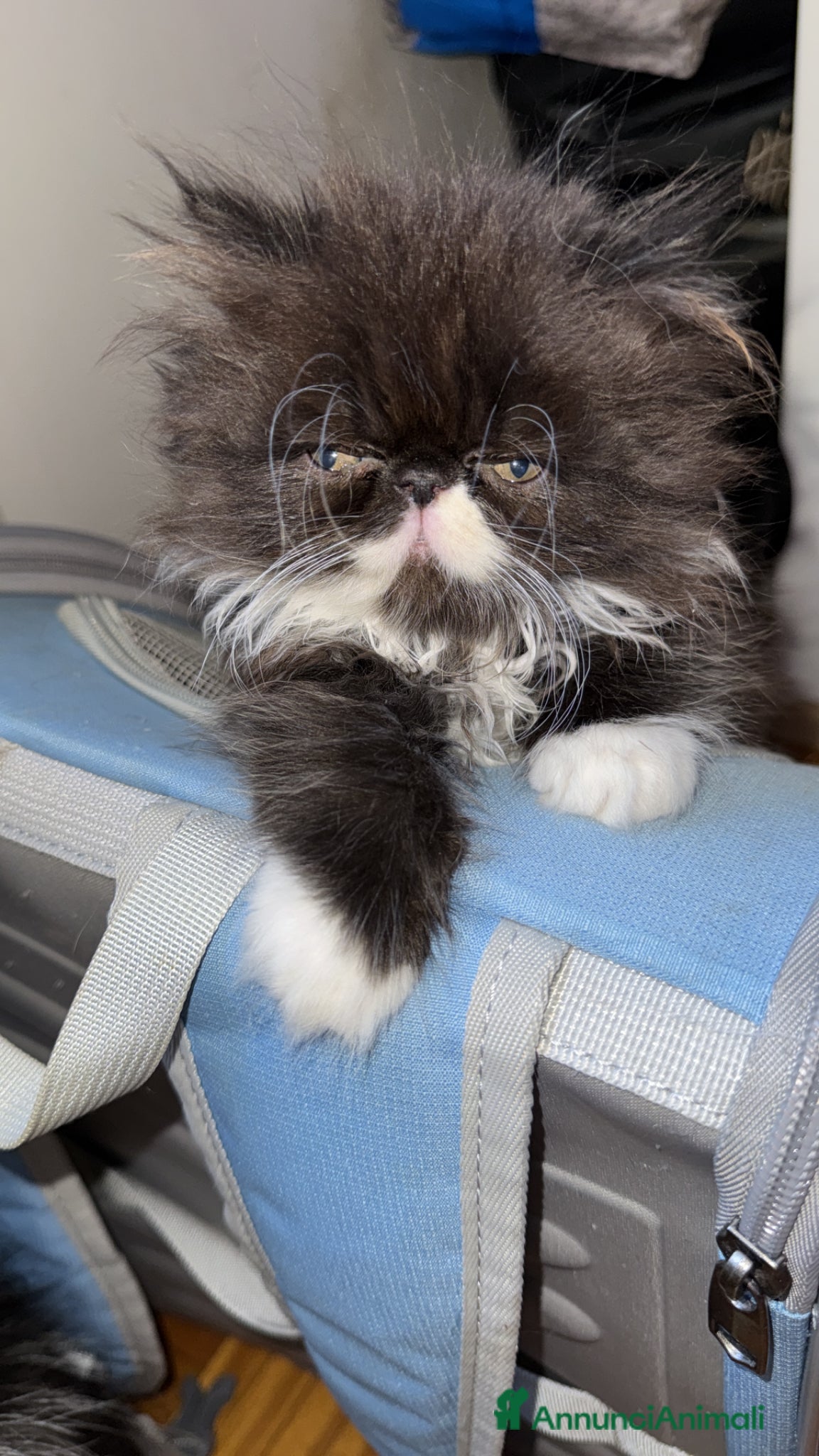 Persiano gatti in vendita: Gattini persiani bicolore nero bianco  a Provincia di Reggio Emilia - Annuncio 3