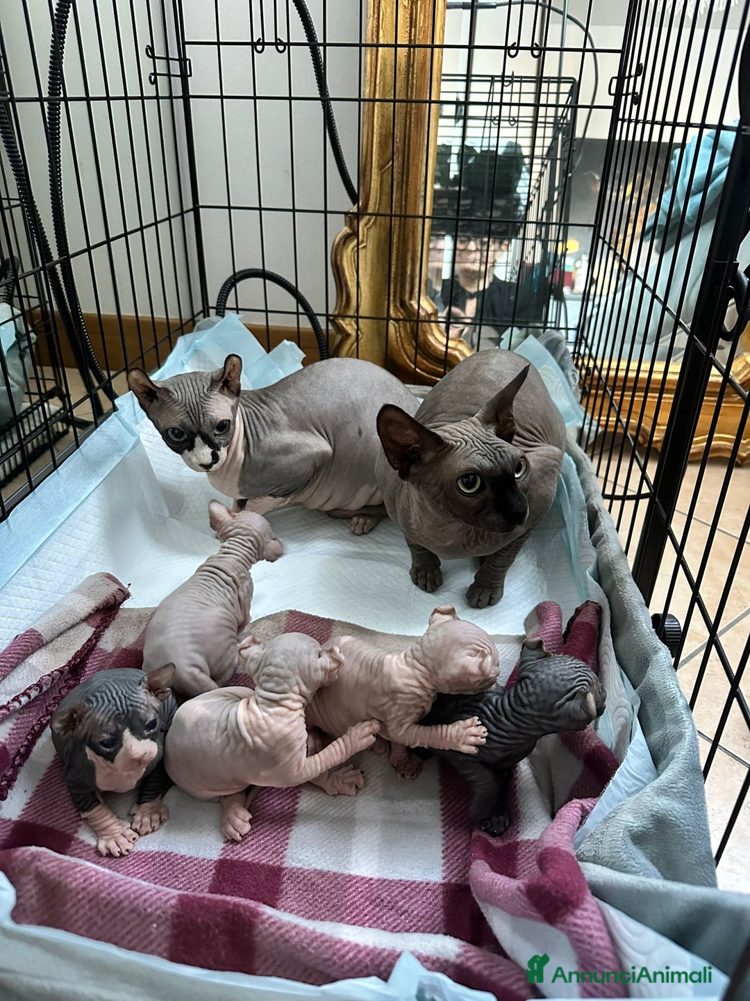 Sphynx gatti in vendita: Splendidi cuccioli sphynx/elf - Annuncio 5